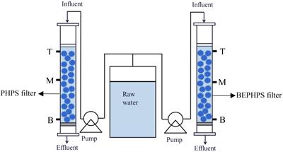 Genomic Analysis and Stability Evaluation of the Phenol-Degrading Bacterium Acinetobacter sp. DW-1 During Water Treatment